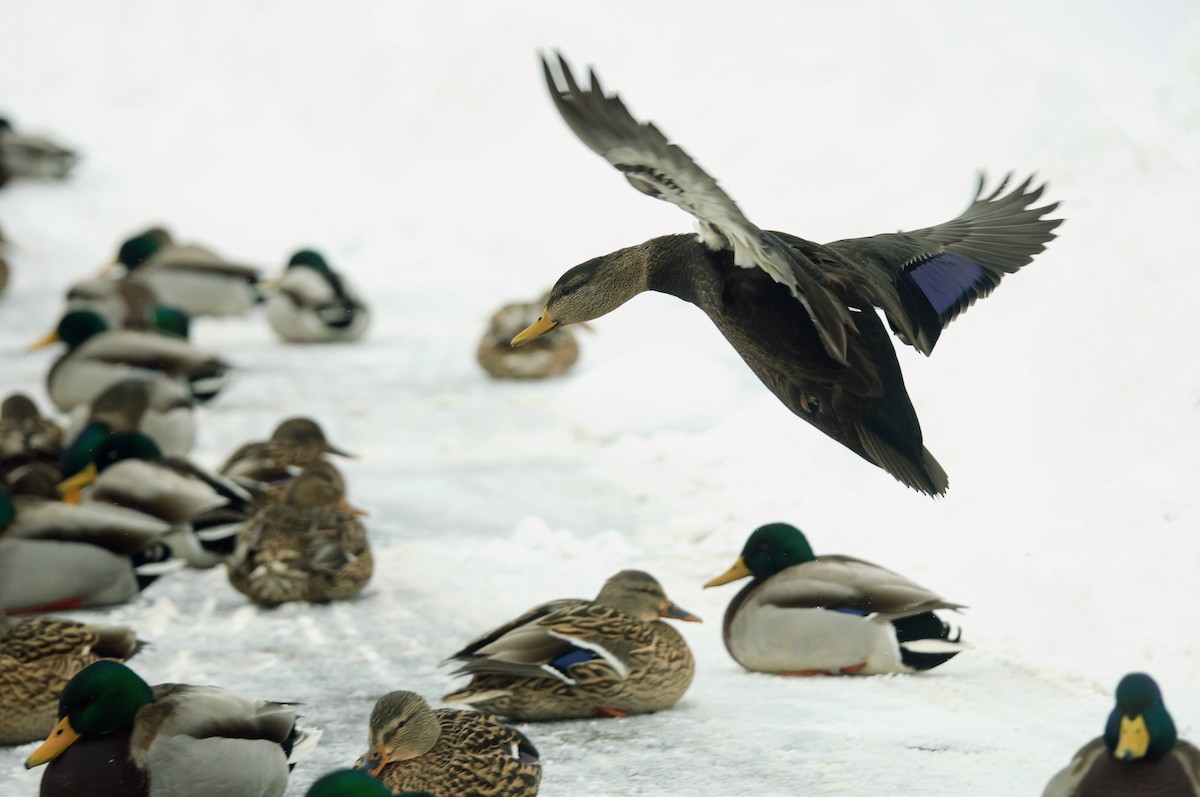 American Black Duck - ML646703249