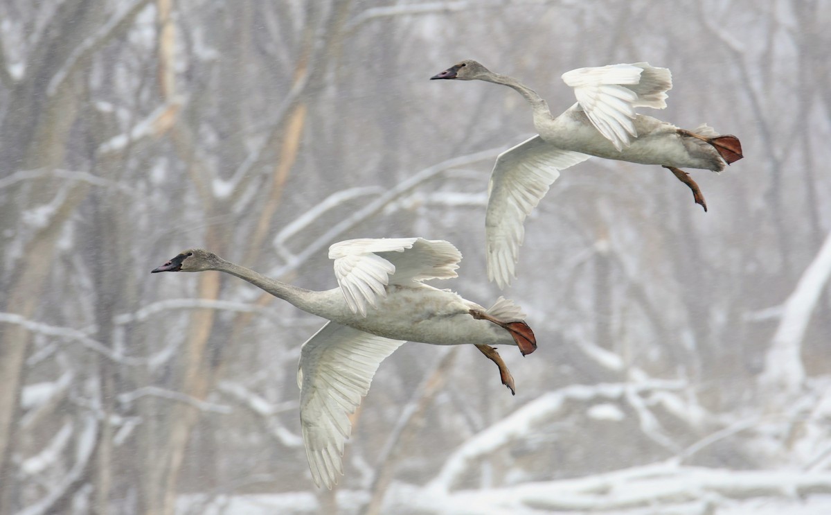Лебедь-трубач - ML646703253