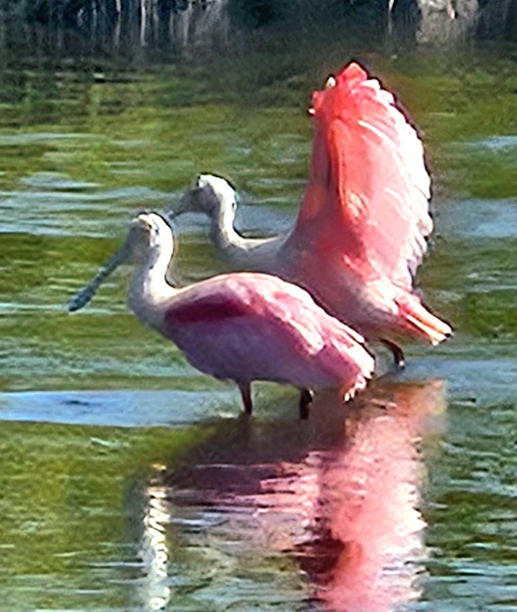 Roseate Spoonbill - ML646703255