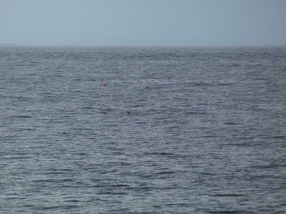 Arao Común - ML646703258