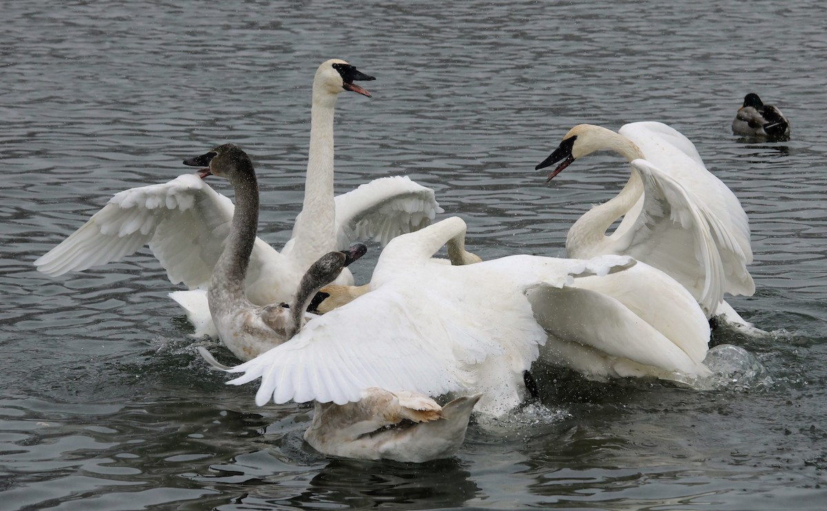 Лебедь-трубач - ML646703259