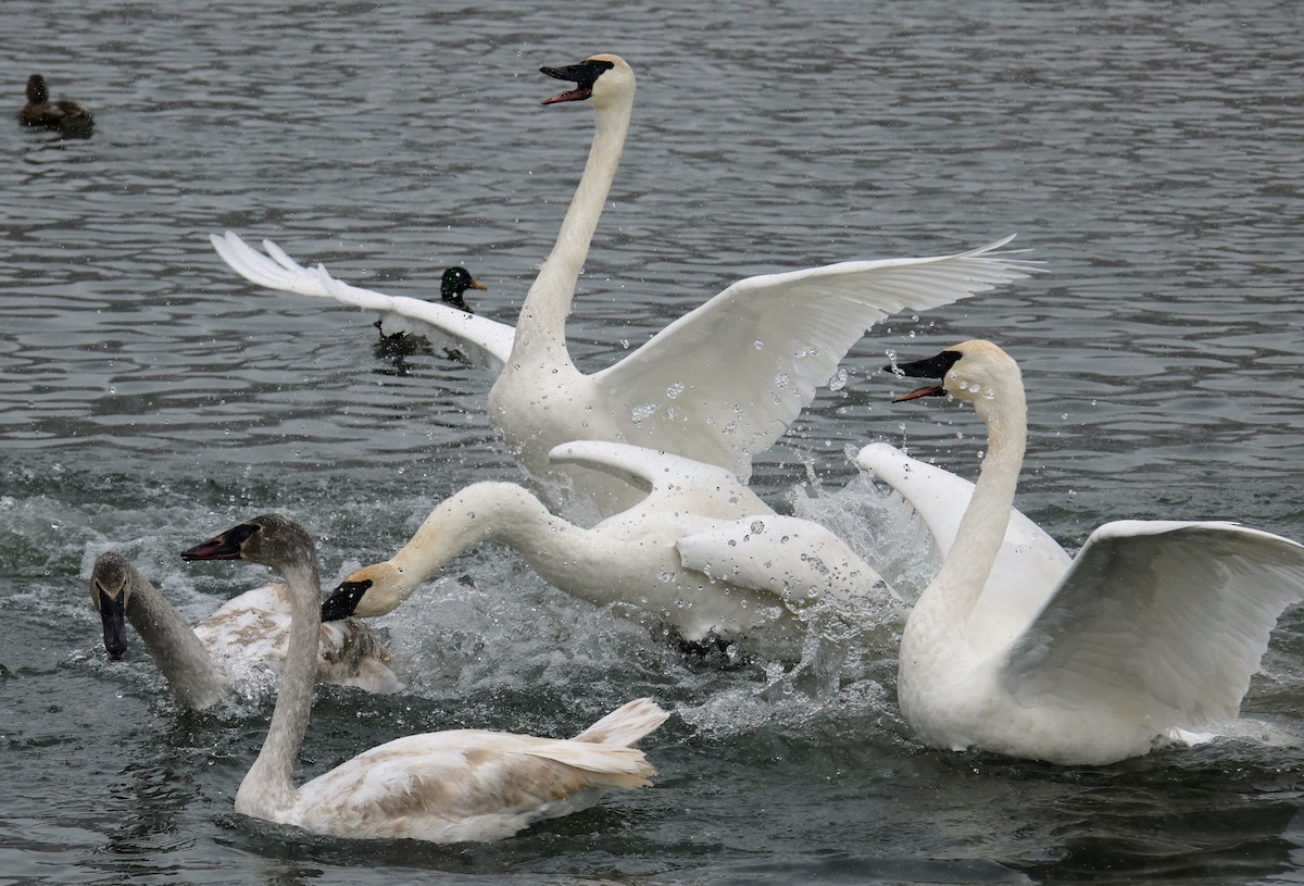 Лебедь-трубач - ML646703260