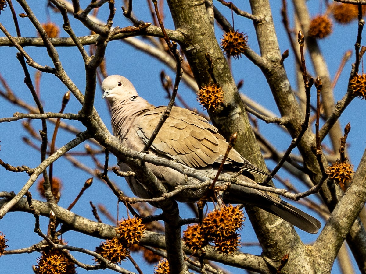Eurasian Collared-Dove - ML646703267
