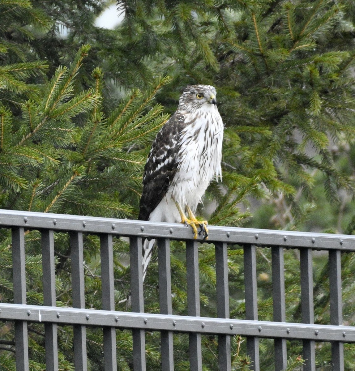 Épervier de Cooper - ML646703269