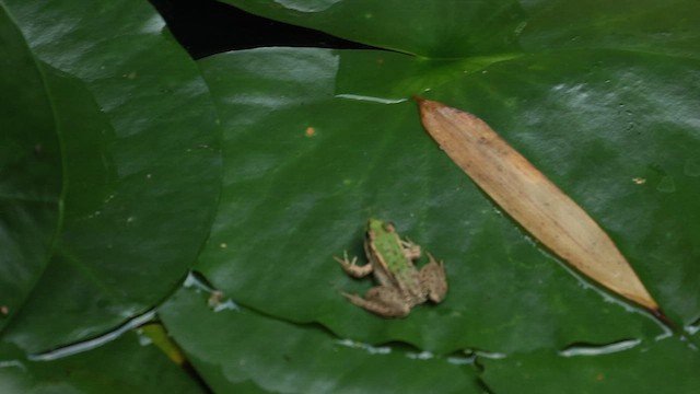 Edible Frog - ML646703270