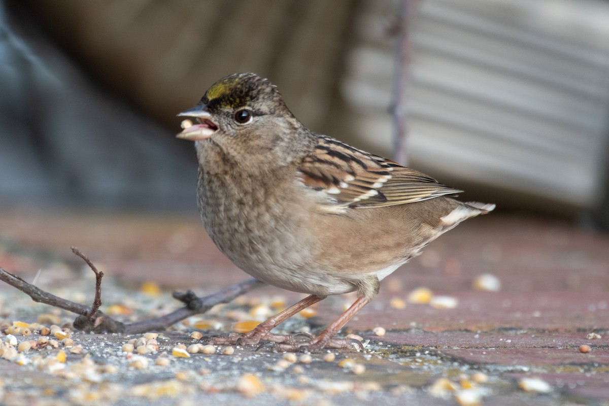 Golden-crowned Sparrow - ML646703271