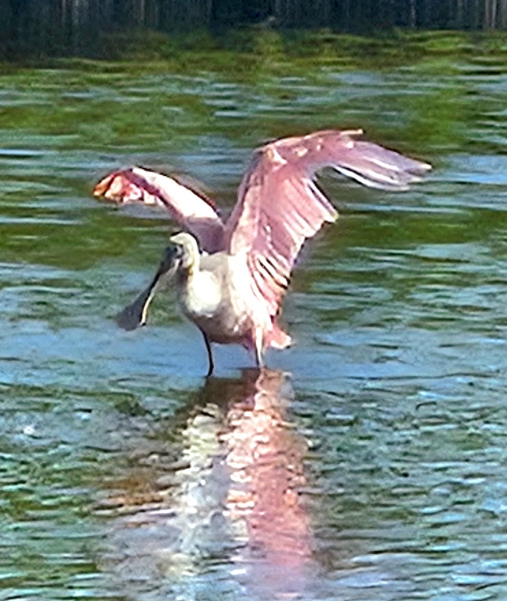 Roseate Spoonbill - ML646703275