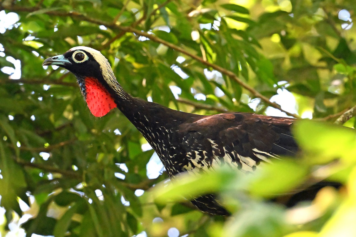 Black-fronted Piping-Guan - ML646703280