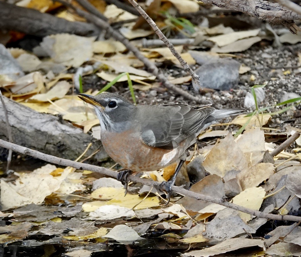 American Robin - ML646703281