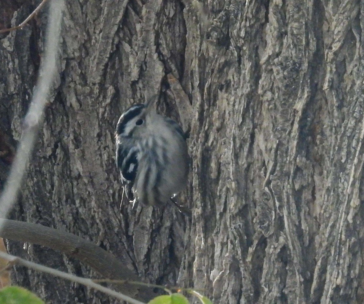 Black-and-white Warbler - ML646703282