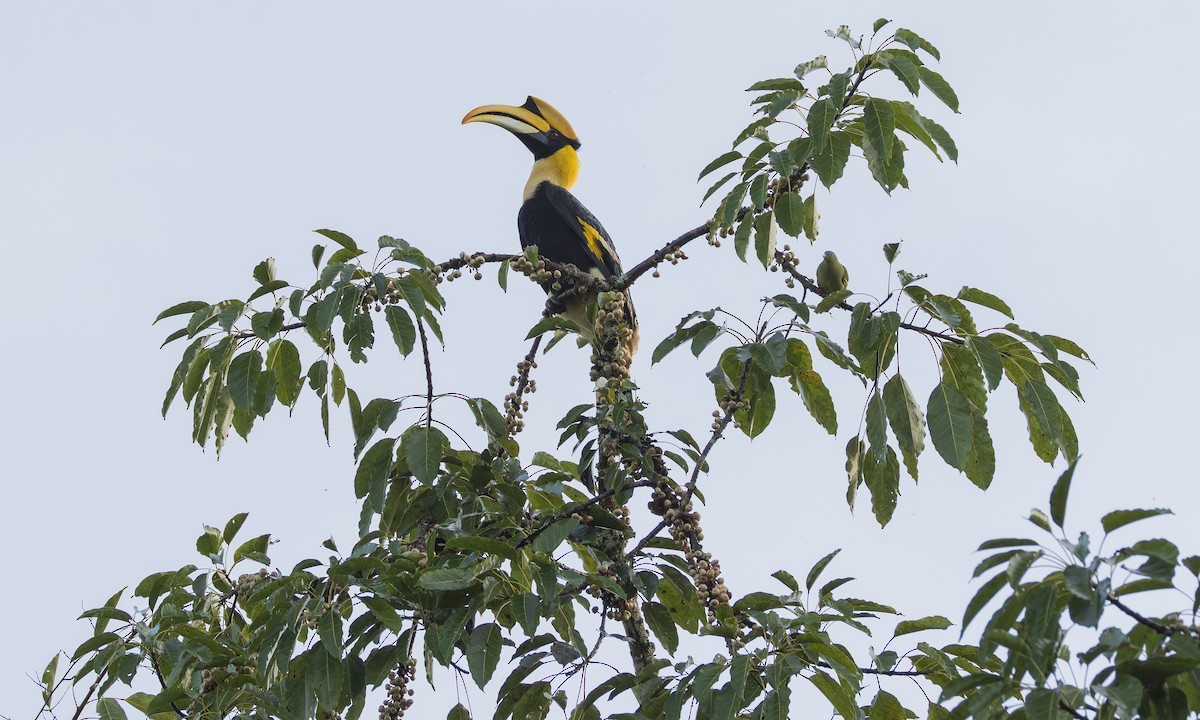 Great Hornbill - ML646703283