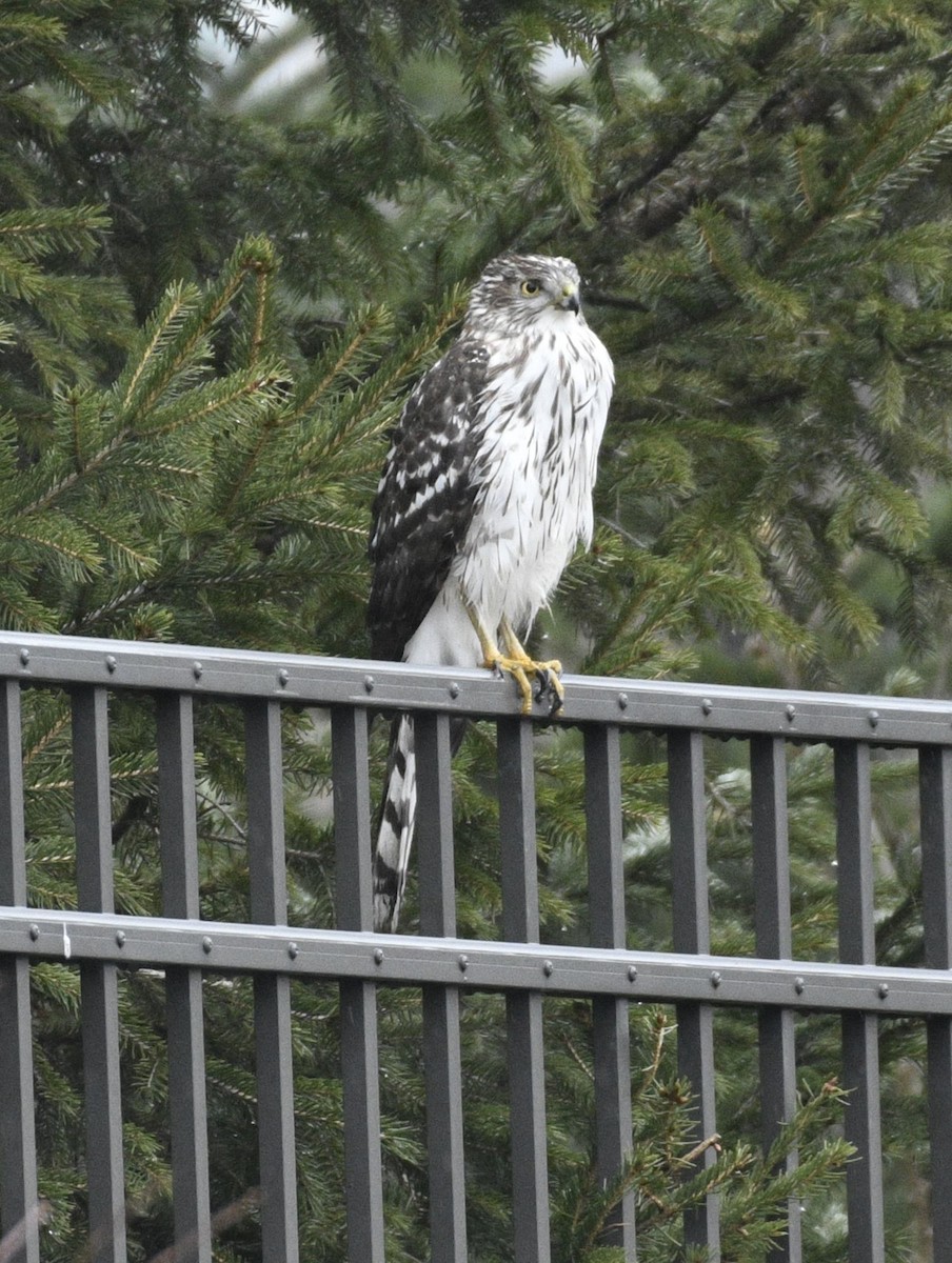 Épervier de Cooper - ML646703284