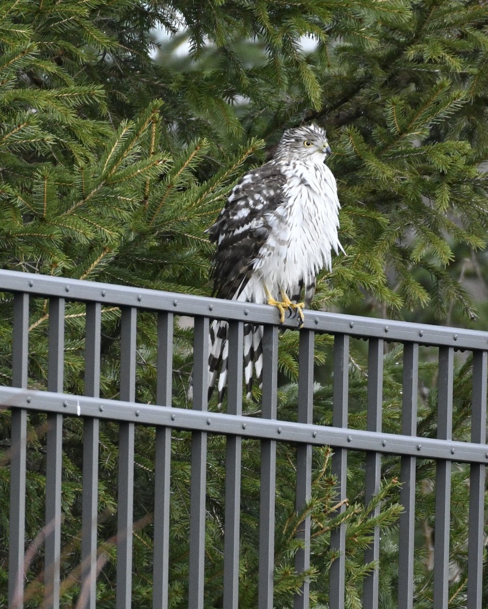 Épervier de Cooper - ML646703286