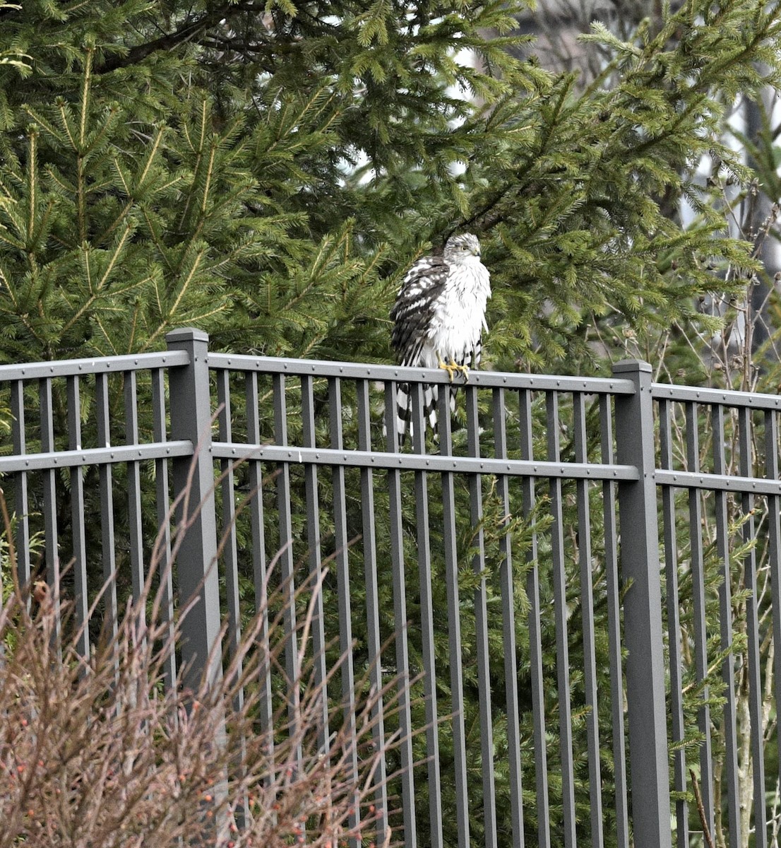 Épervier de Cooper - ML646703289