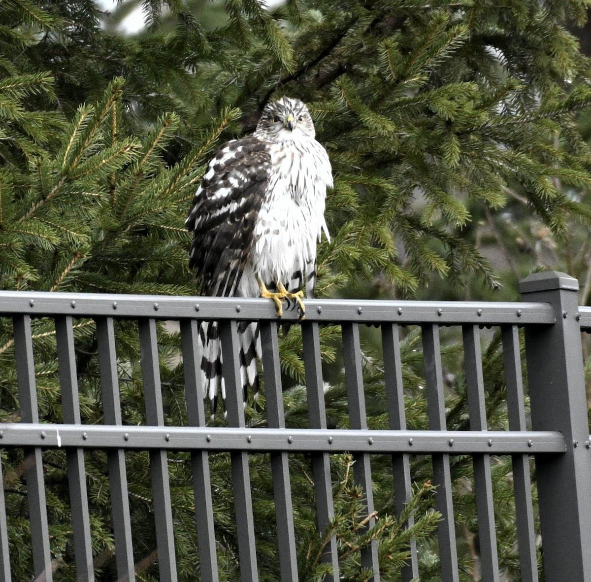 Épervier de Cooper - ML646703290