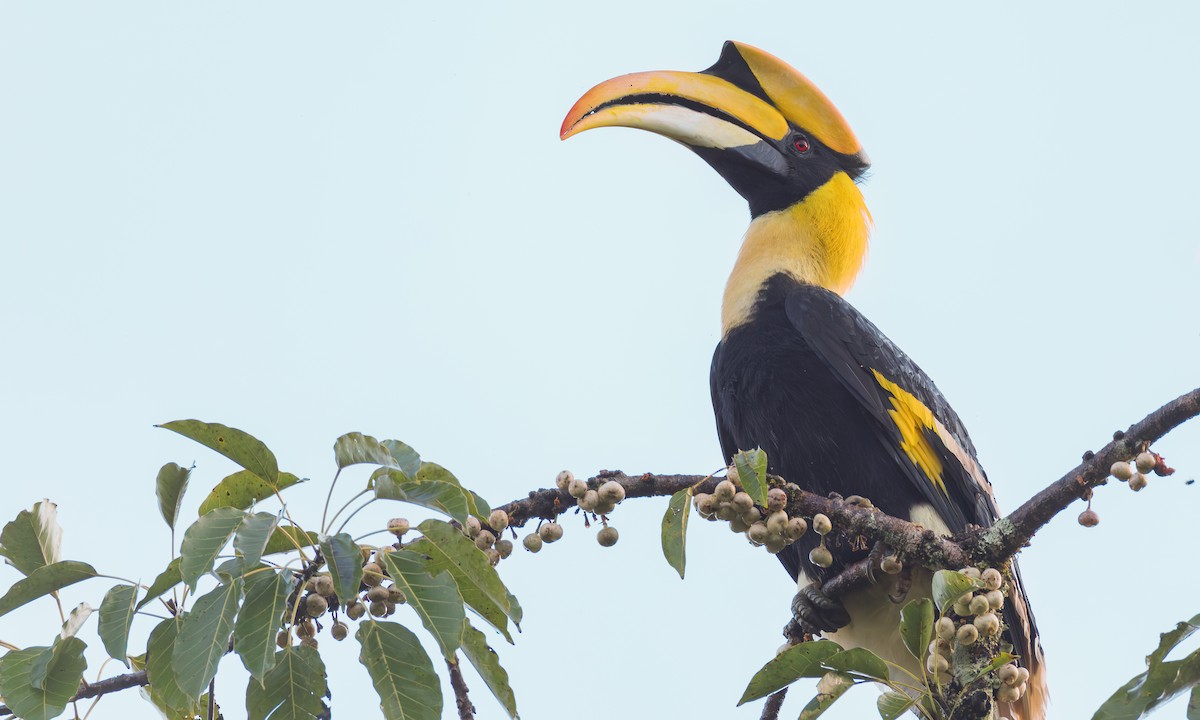 Great Hornbill - ML646703292