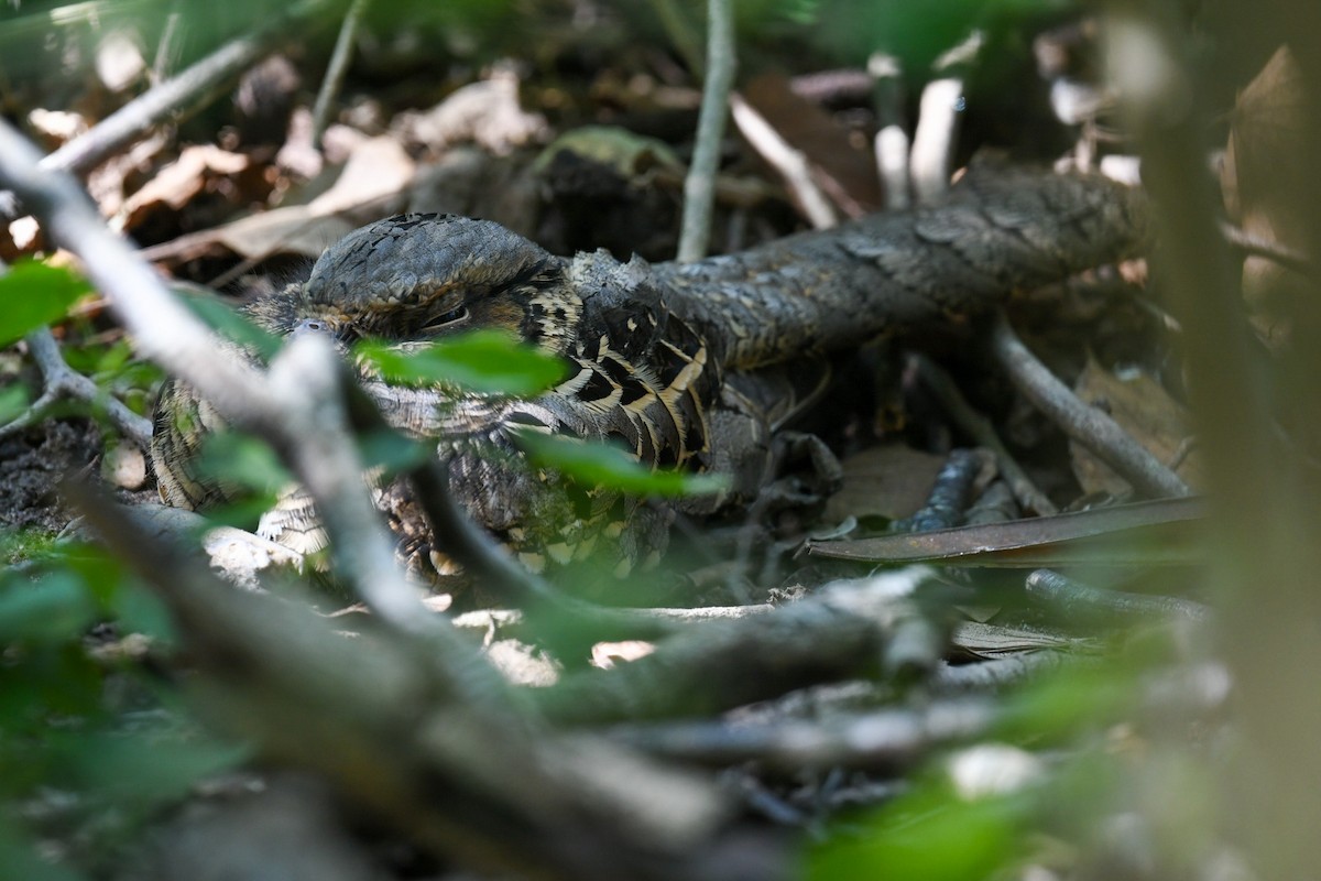 Common Pauraque - ML646703294