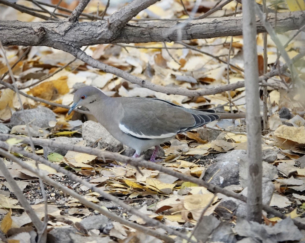 White-winged Dove - ML646703301