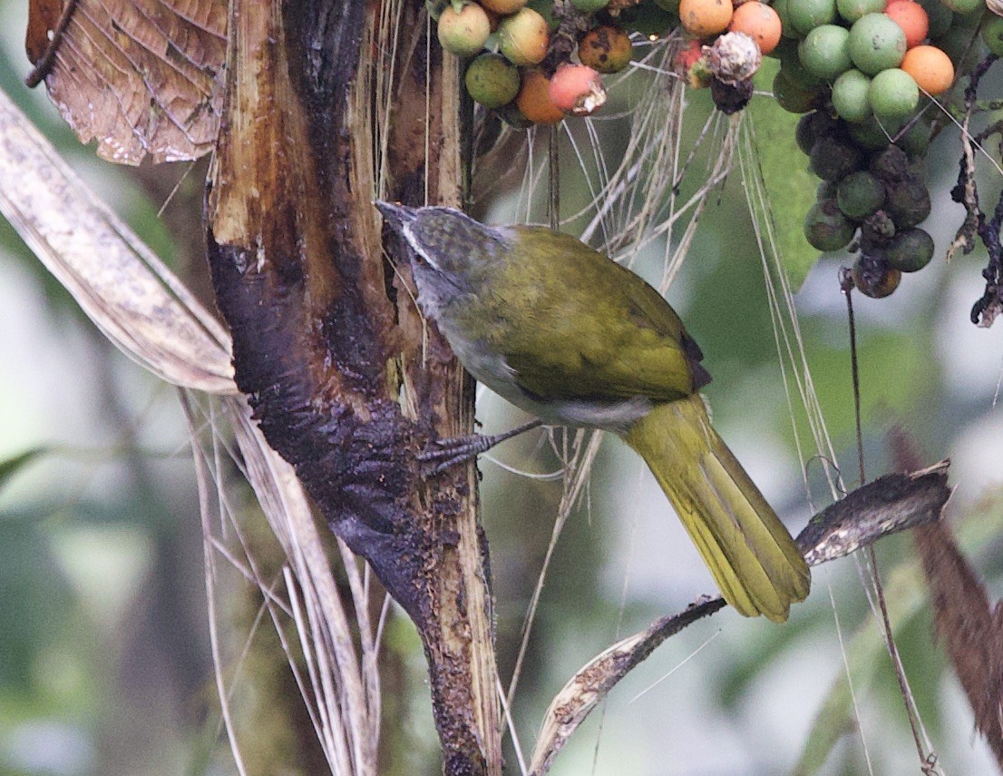 Buntkehlsaltator - ML646703302