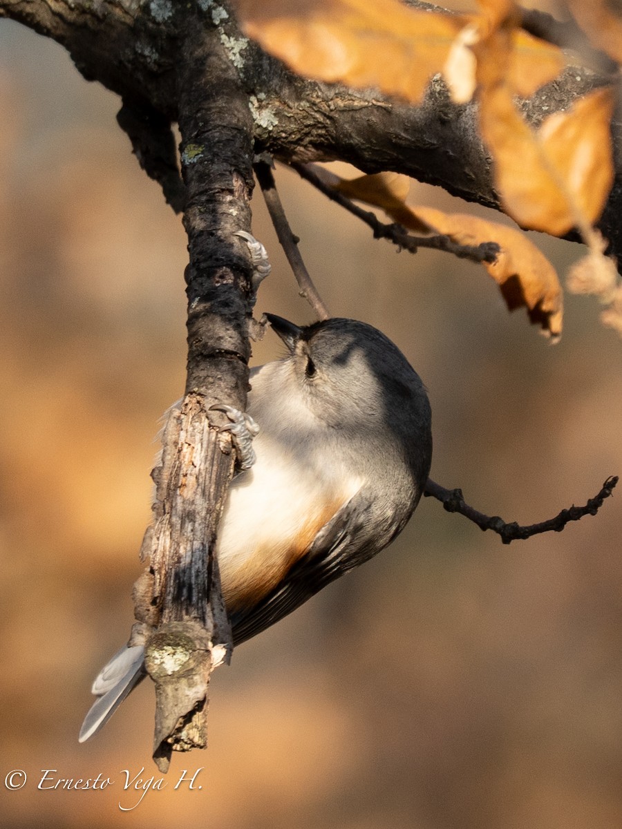 Tufted Titmouse - ML646703303