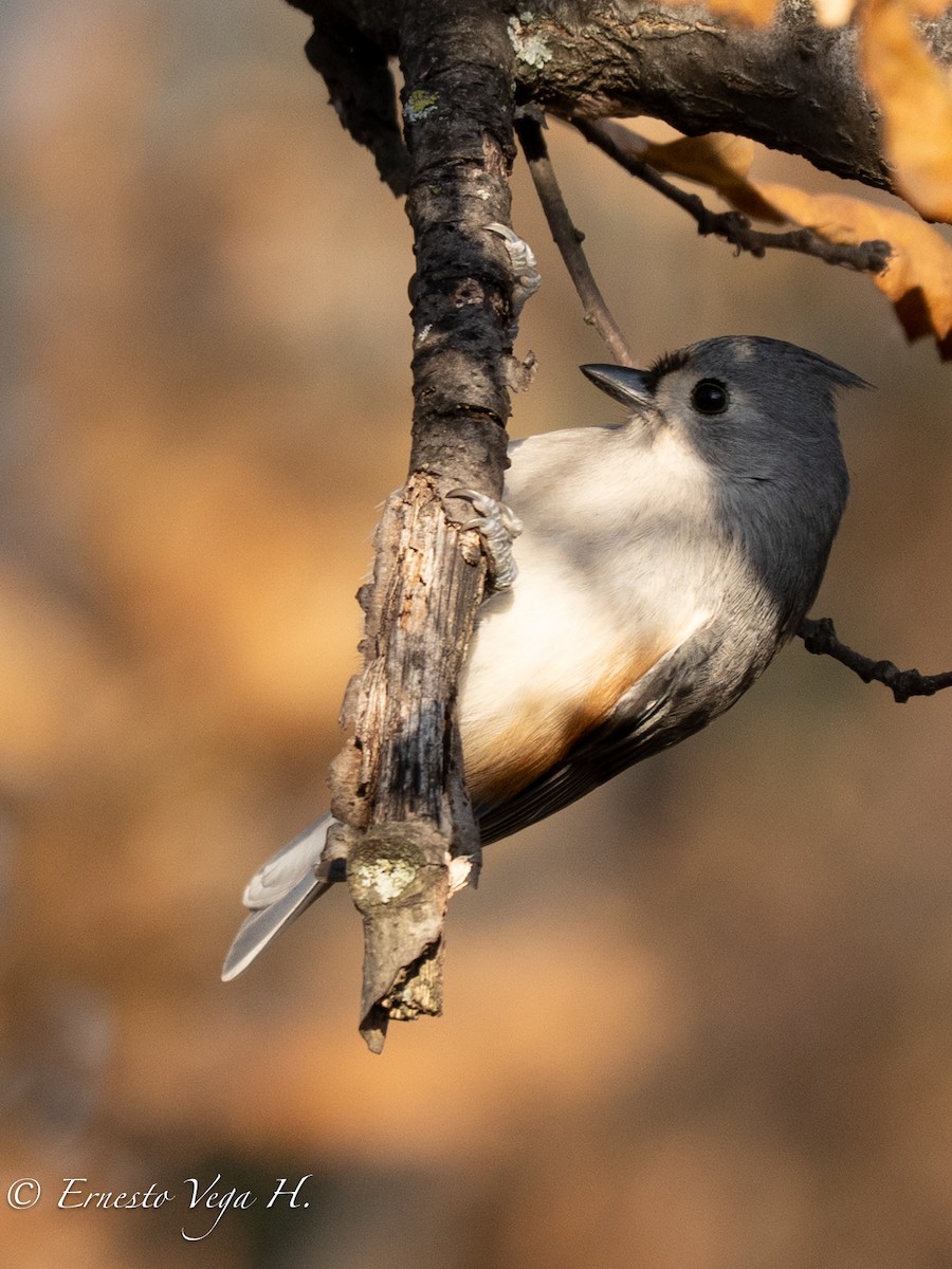 Tufted Titmouse - ML646703304