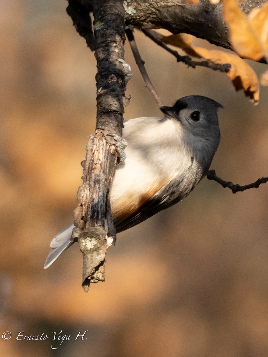 Tufted Titmouse - ML646703305