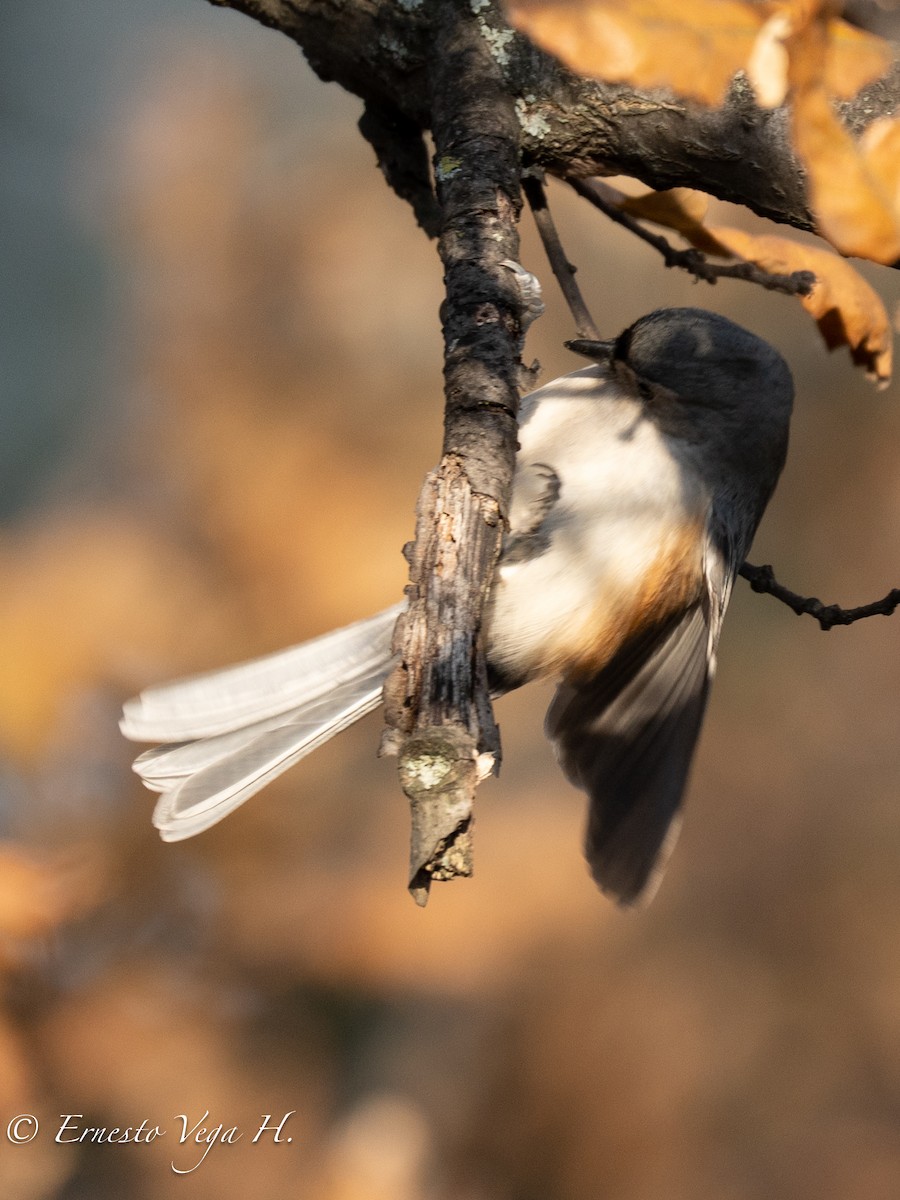 Tufted Titmouse - ML646703306