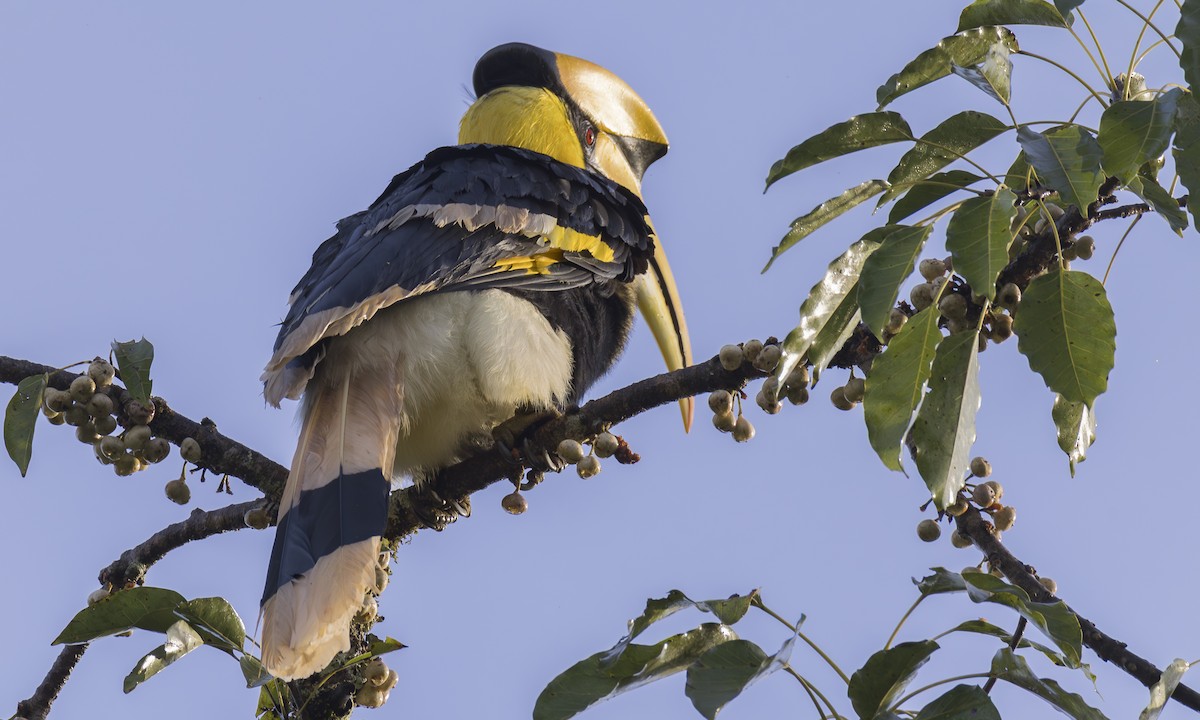 Great Hornbill - ML646703307