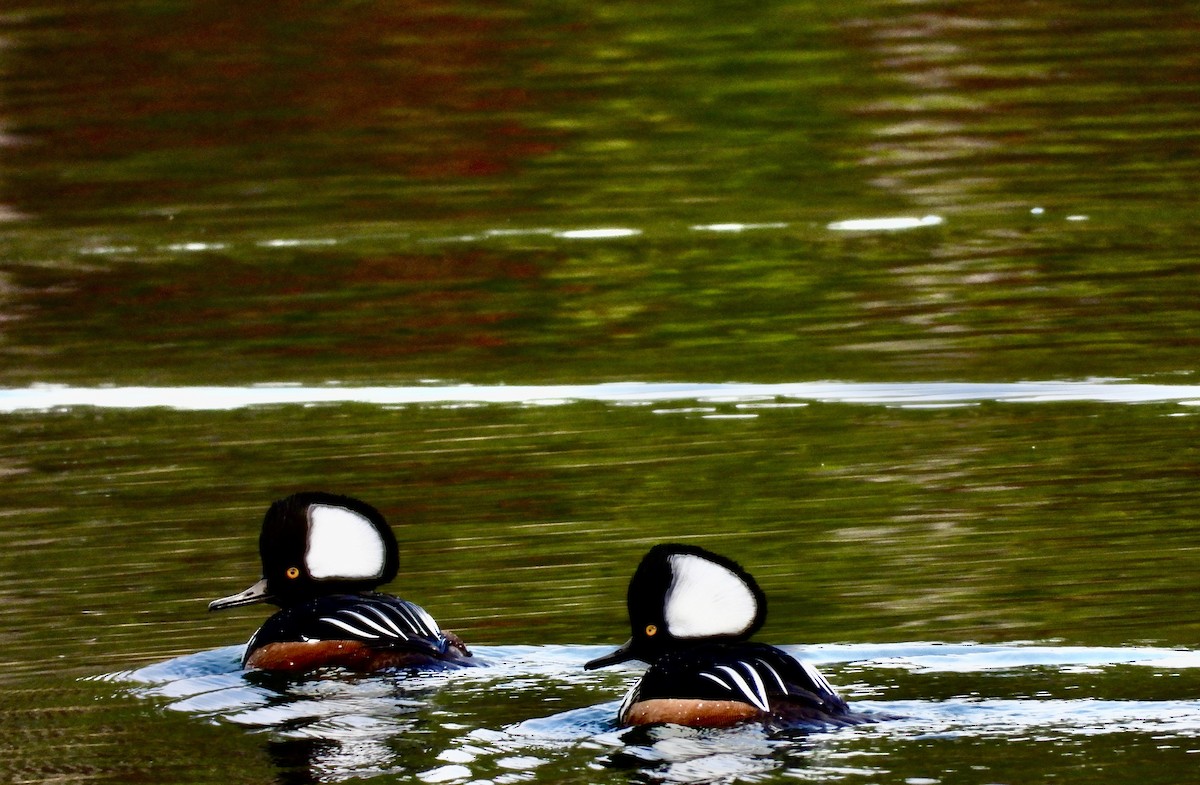 オウギアイサ - ML646703308