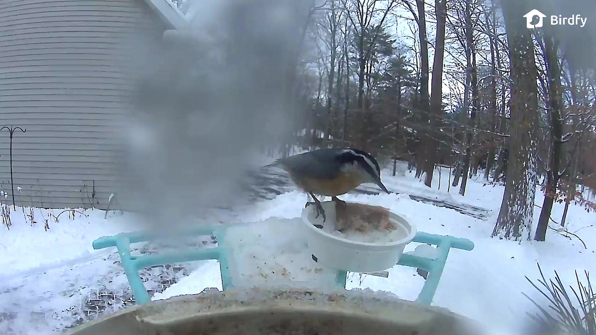 Trepador Canadiense - ML646703310