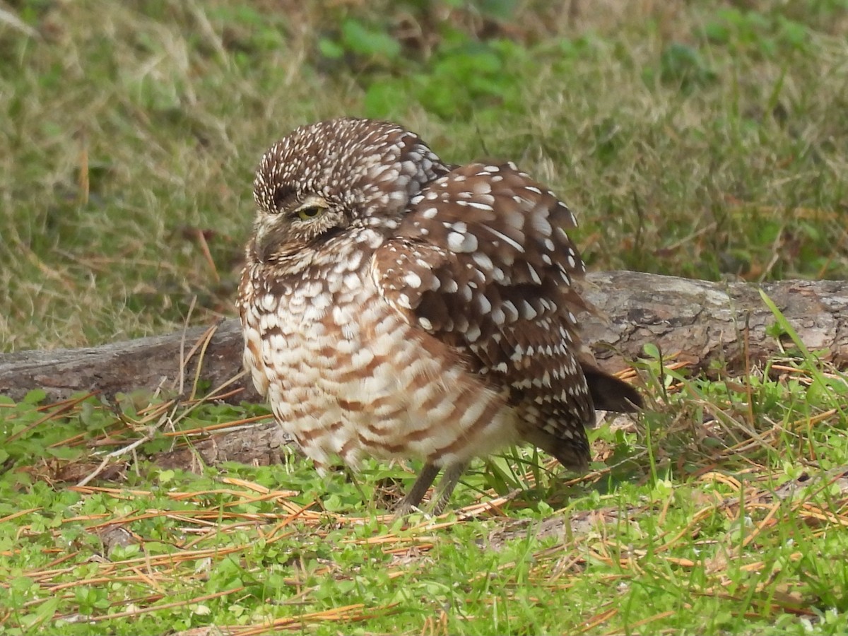 Burrowing Owl - ML646703312