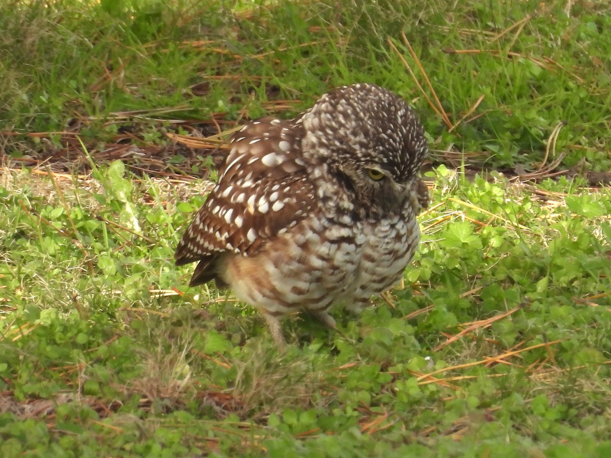 Burrowing Owl - ML646703313