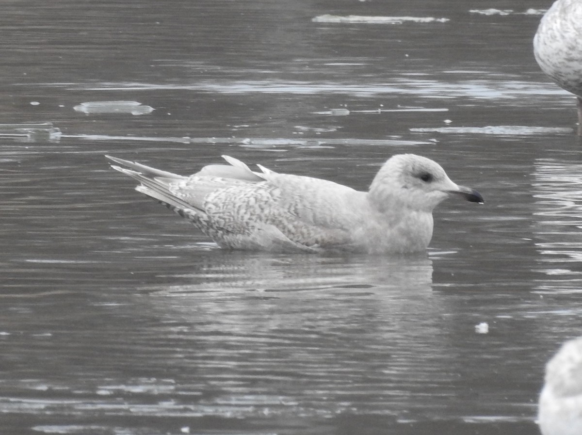 שחף איסלנדי - ML646703314