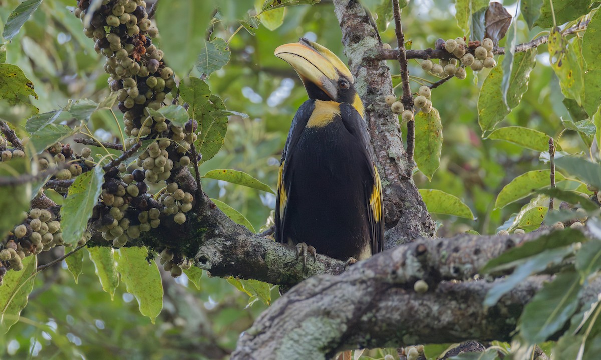 Great Hornbill - ML646703315
