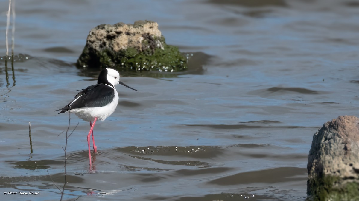 Pied Stilt - ML646703316