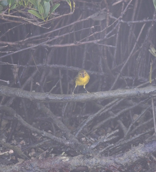 Mangrove Yellow Warbler - ML646703317