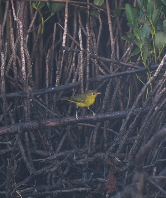 Mangrove Yellow Warbler - ML646703318
