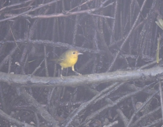 Mangrove Yellow Warbler - ML646703319