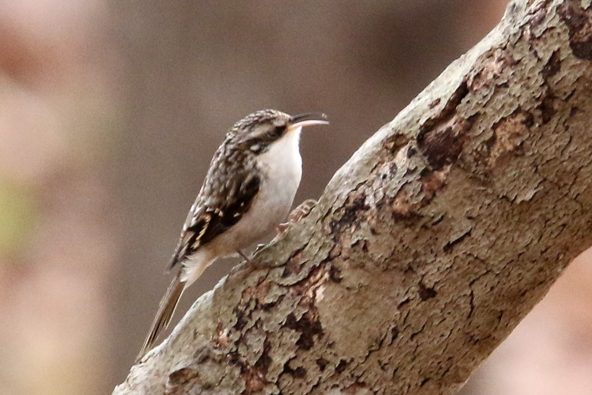 Agateador Americano - ML646703320