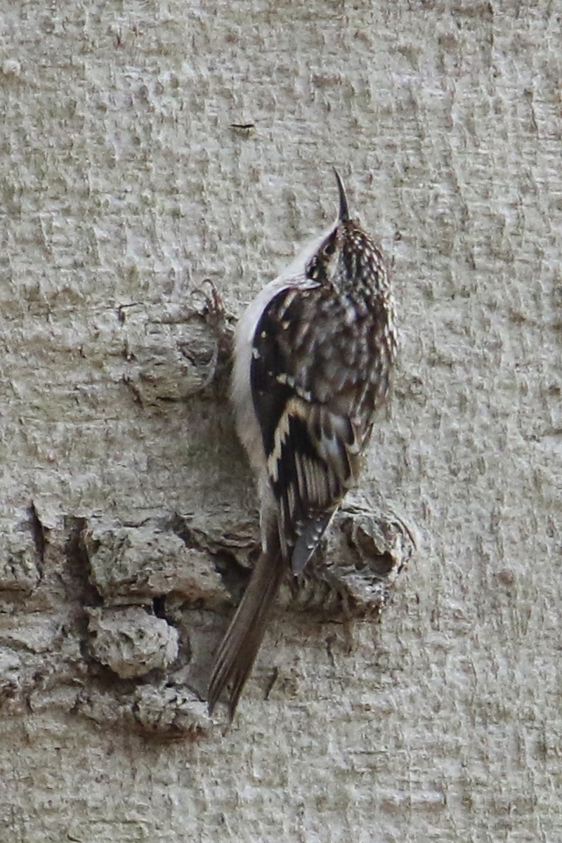 Agateador Americano - ML646703321