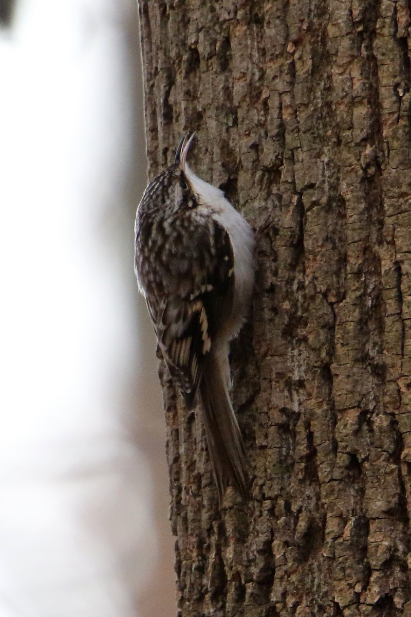 Agateador Americano - ML646703322