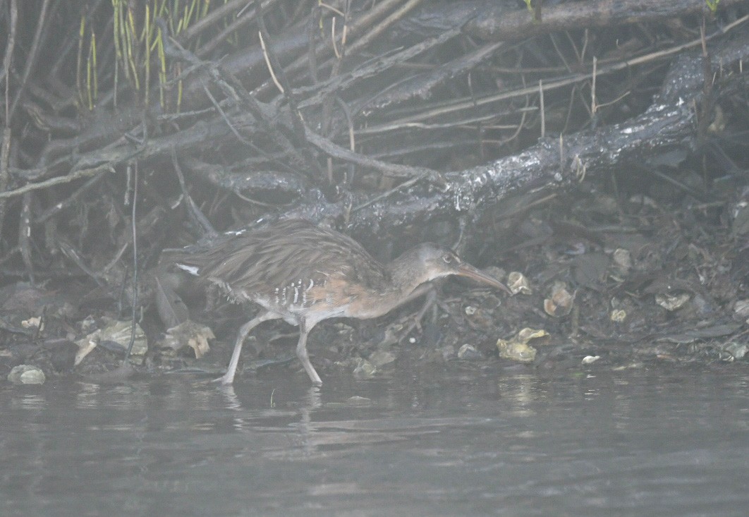 Clapper Rail - ML646703336