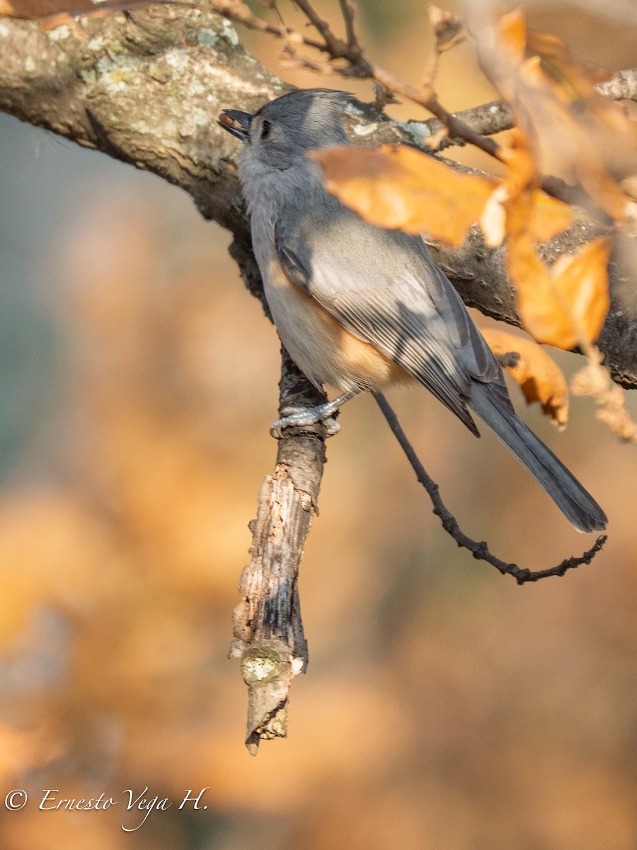 Tufted Titmouse - ML646703337