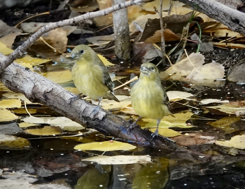 Lesser Goldfinch - ML646703338