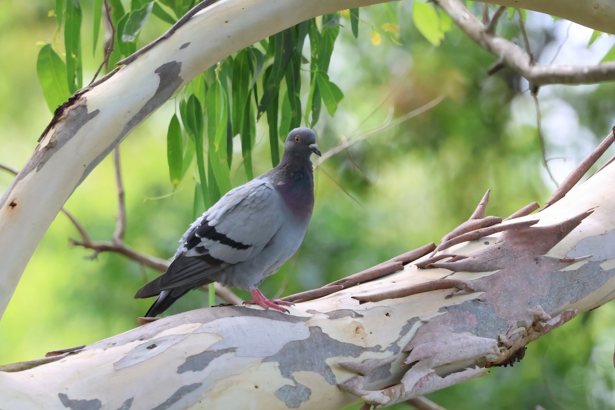 Piccione domestico - ML646703340