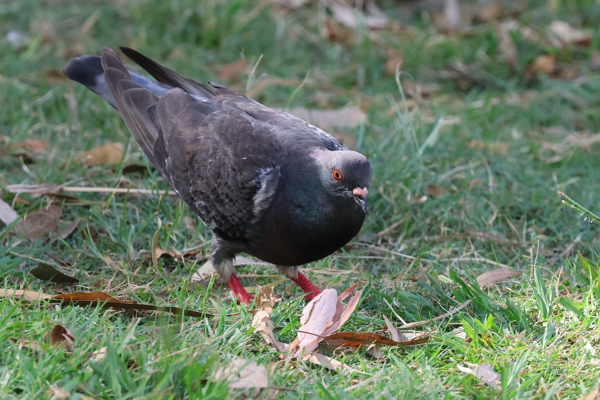 Piccione domestico - ML646703341