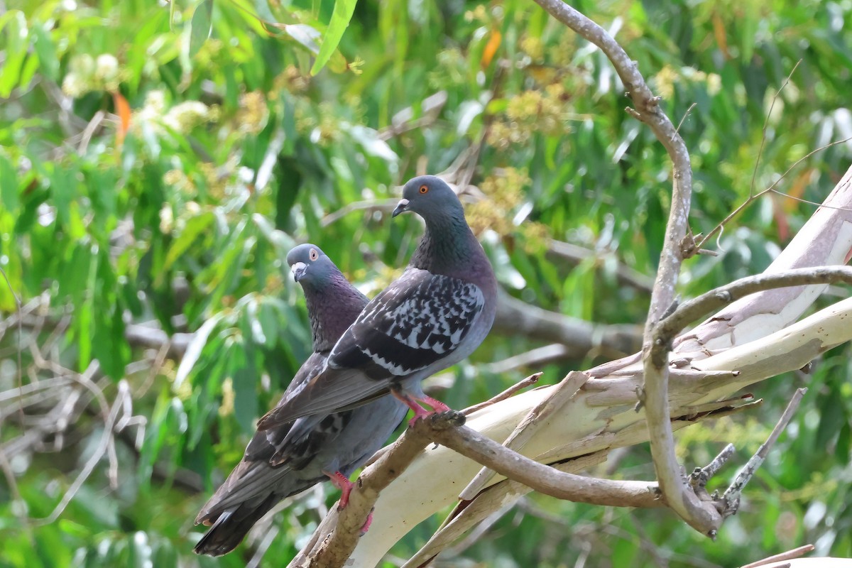 Piccione domestico - ML646703342