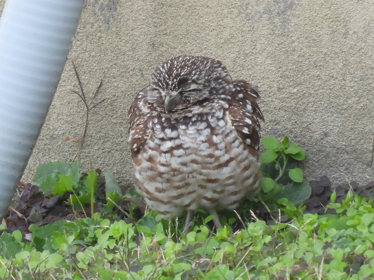 Burrowing Owl - ML646703344