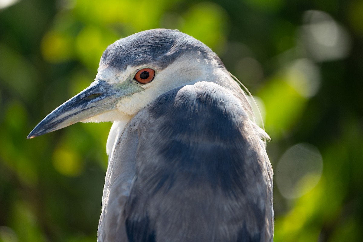 kvakoš noční - ML646703346