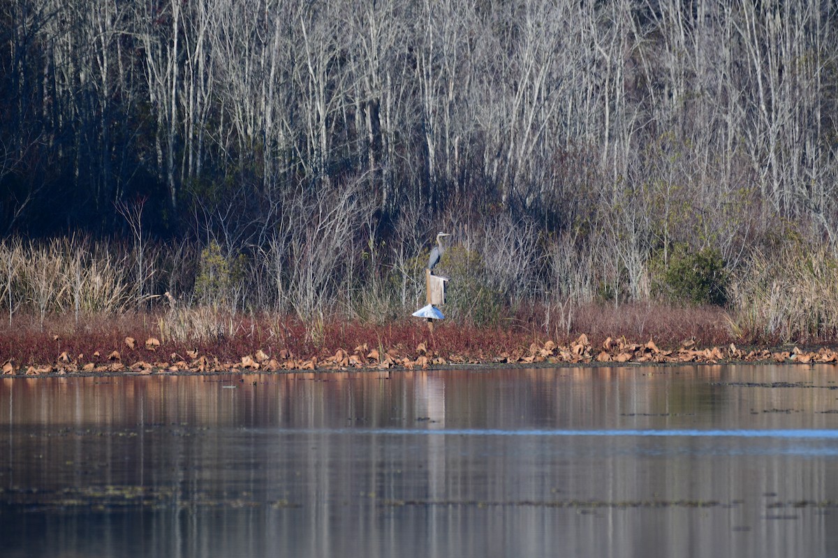 herodiashegre - ML646703347